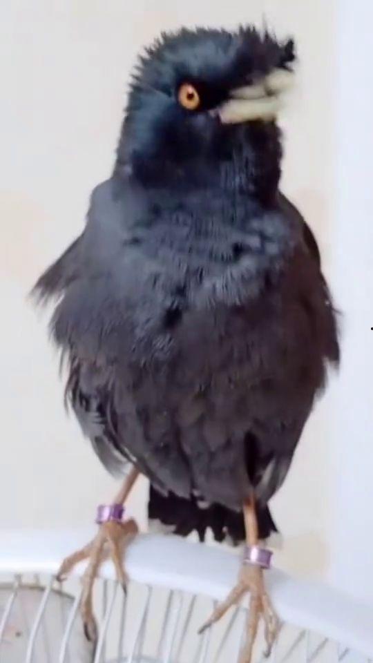 八哥今年爆料视频是真的吗,真相即将揭晓